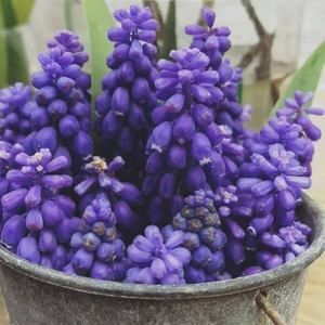 Meet your Posher, Rockne